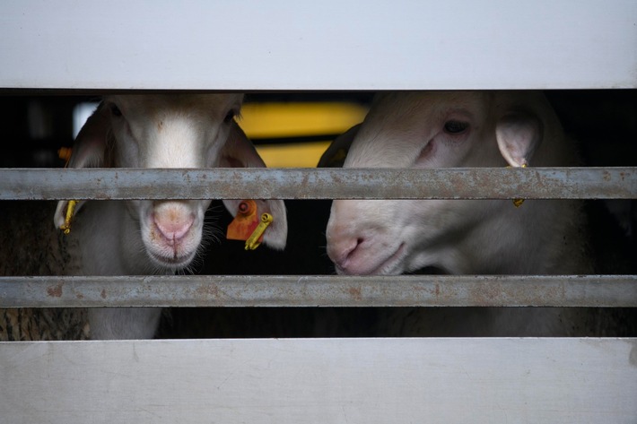 Tierschutz-Meilenstein: Neuseeland verbietet Lebendtiertransporte ab 2023