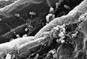 Besiedlung der Wurzeln durch Bakterien der Wurzelmikrobiota