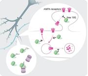 Freie (19S) Proteasom-Komplexe (grün) regulieren neuronale Synapsen unabhängig vom Proteasom